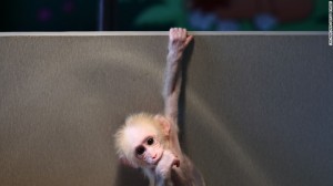 160127154545-china-macaque-baby-monkey-exlarge-169